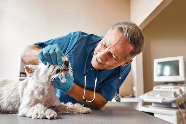 Best Same-Day Emergency Dentist in Coralville, IA
